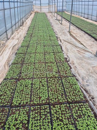 송광만님의 참깨 · 자유게시판 작성글 사진