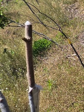 산양삼님의 자유주제 · 자유게시판 작성글 사진