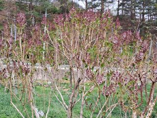 최용환 님의 농사, 무엇이든 물어보세요! · 참여글 작성글 사진
