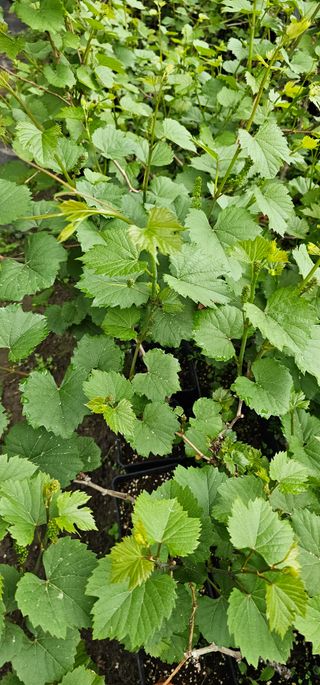 뿌리묘목농원님의 작성글 사진