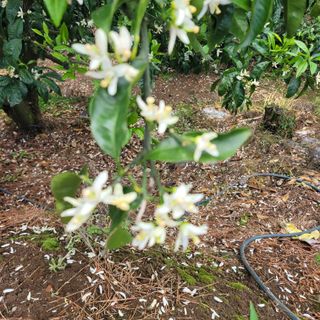 서귀포달코롬감귤농원님의 자유주제 · 사진전 작성글 사진