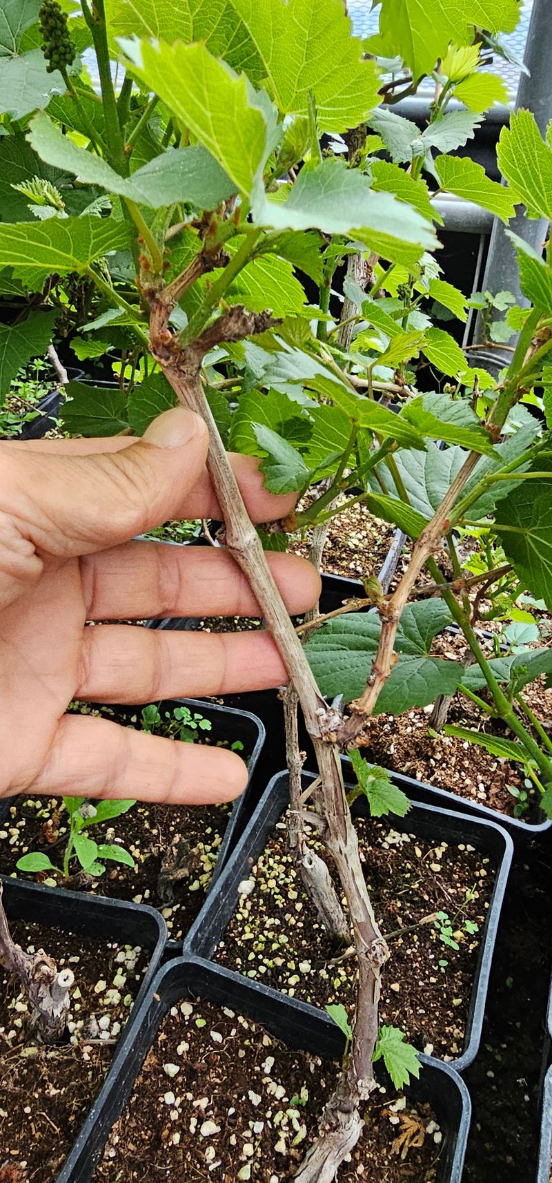 뿌리묘목농원님의 장터 판매 상품 [산머루삽목 2년생 포트묘 1+1] 첨부 사진