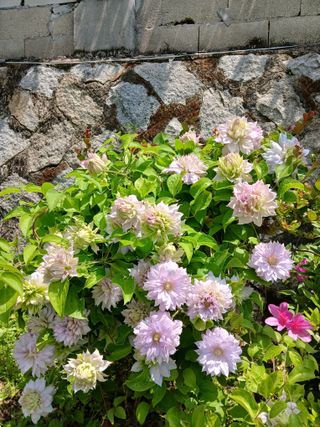 수선화30956님의 자유주제 · 자유게시판 작성글 사진