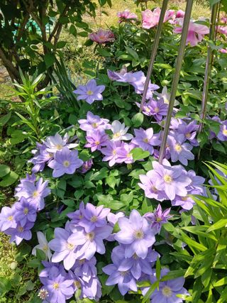 수선화30956님의 자유주제 · 자유게시판 작성글 사진