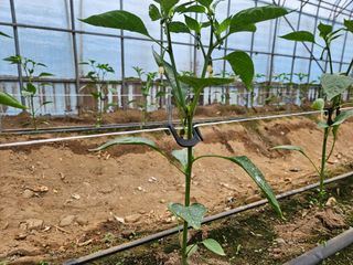 전봉우(채미농원)님의 자유주제 · 자유게시판 작성글 사진