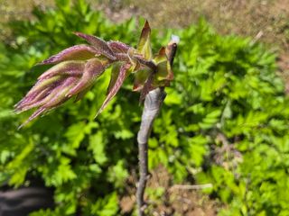 산양삼님의 자유주제 · 자유게시판 작성글 사진