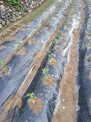 마늘님의 자유주제 · 자유게시판 작성글 사진