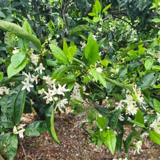 서귀포달코롬감귤농원님의 자유주제 · 사진전 작성글 사진