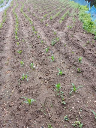 전국하님의 자유주제 · 자유게시판 작성글 사진