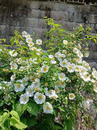 수선화30956님의 자유주제 · 자유게시판 작성글 사진