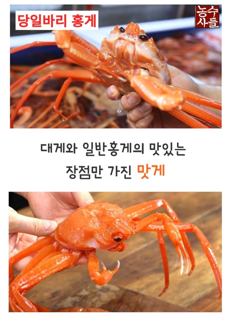 농수사님의 장터 판매 상품 [짜지않은 구룡포 연지홍게 A급 3kg] 첨부 사진