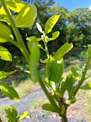 박정미님의 농사, 무엇이든 물어보세요! · 참여글 작성글 사진