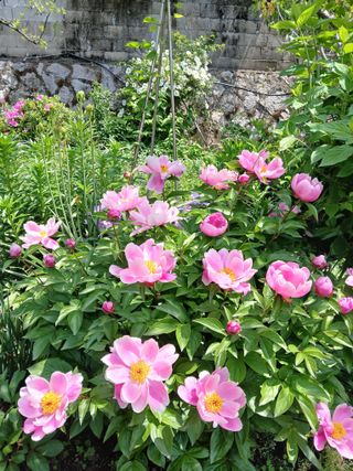 수선화30956님의 자유주제 · 자유게시판 작성글 사진