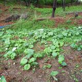 팜모닝 자유주제·자유게시판 게시글 이미지