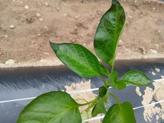 상추14154님의 자유주제 · 자유게시판 작성글 사진