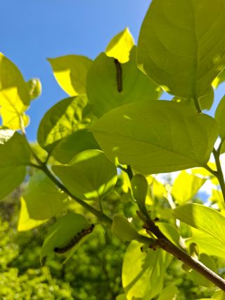 박정미님의 농사, 무엇이든 물어보세요! · 참여글 작성글 사진