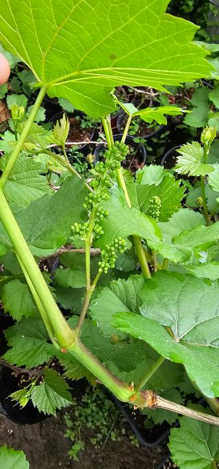 뿌리묘목농원님의 작성글 사진