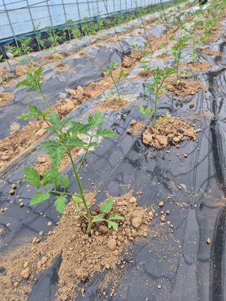 병풍취산채농원님의 자유주제 · 자유게시판 작성글 사진