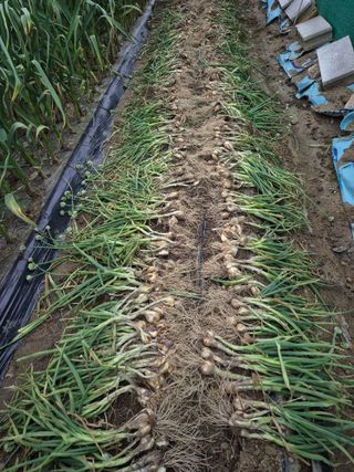 장순연(부경농원)님의 자유주제 · 자유게시판 작성글 사진