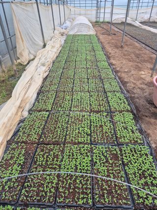 송광만님의 참깨 · 자유게시판 작성글 사진