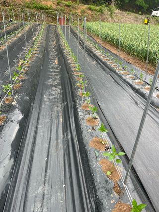 호동댁님의 자유주제 · 자유게시판 작성글 사진