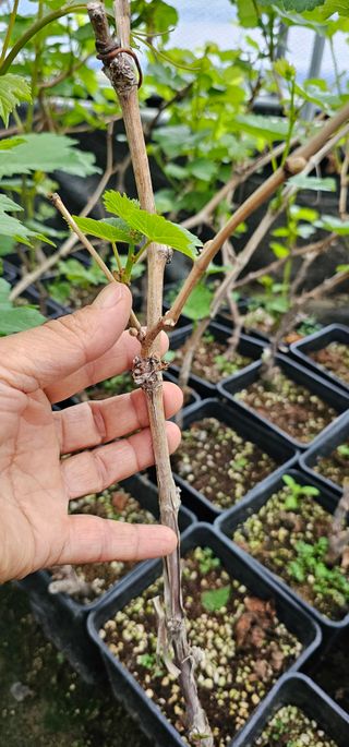 뿌리묘목농원님의 작성글 사진