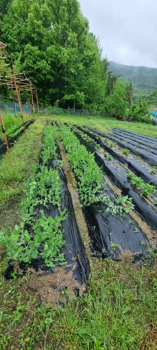 달방구님의 자유주제 · 자유게시판 작성글 사진
