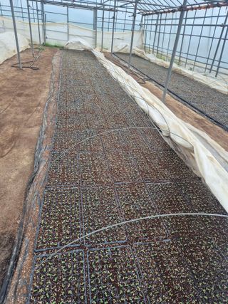 송광만님의 참깨 · 자유게시판 작성글 사진