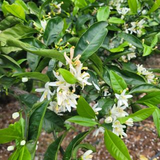 서귀포달코롬감귤농원님의 자유주제 · 사진전 작성글 사진