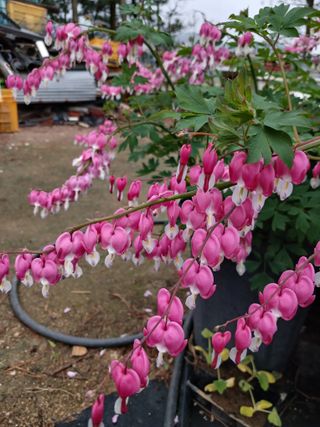 전국하님의 자유주제 · 자유게시판 작성글 사진