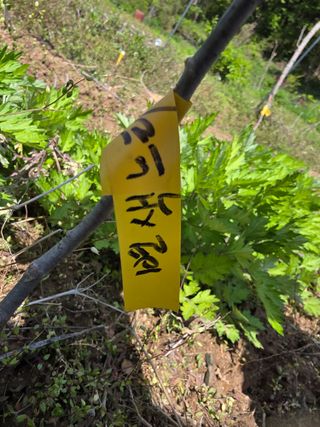 산양삼님의 자유주제 · 자유게시판 작성글 사진