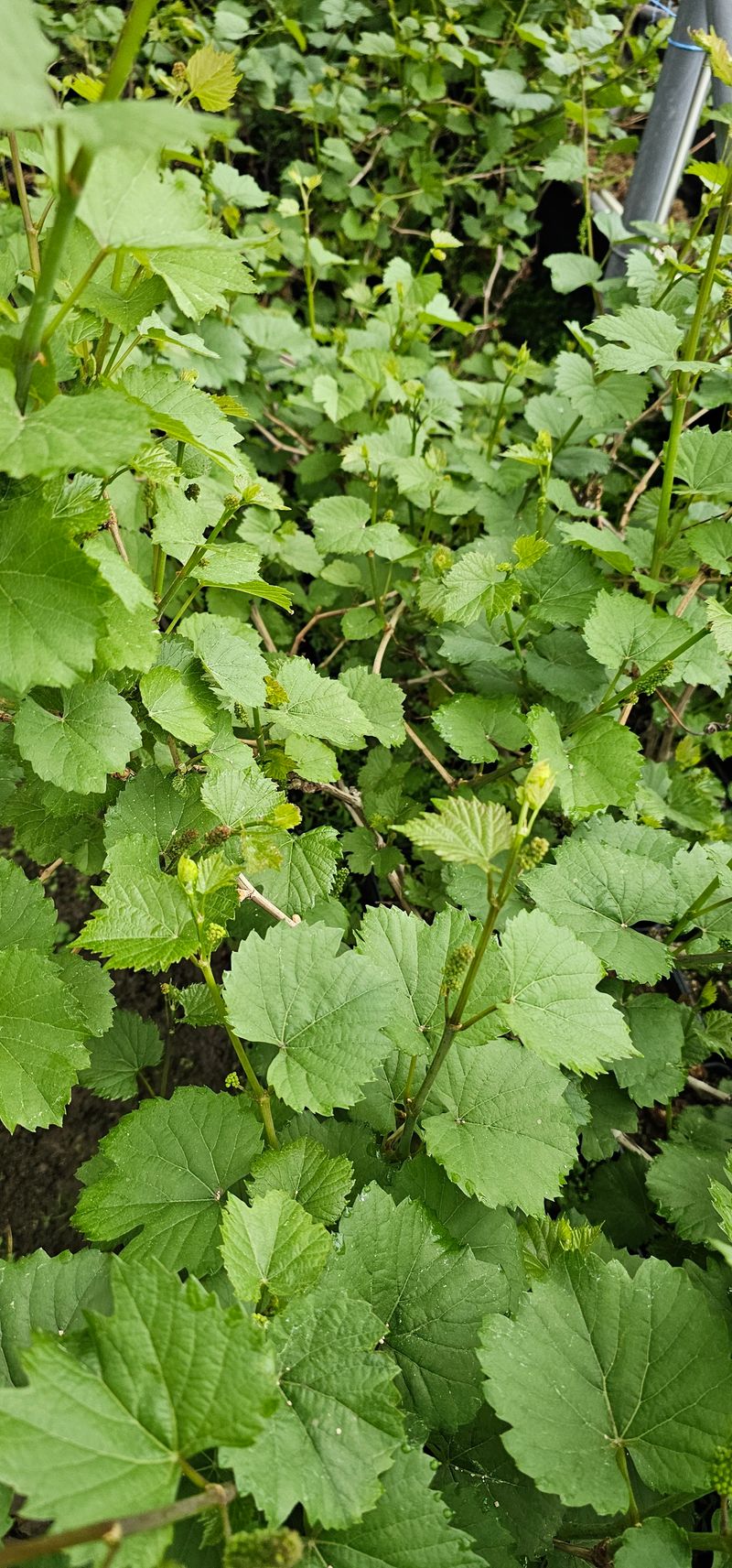 장터 상품 [산머루삽목 2년생 포트묘 1+1] 썸네일