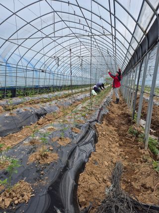 병풍취산채농원님의 자유주제 · 자유게시판 작성글 사진