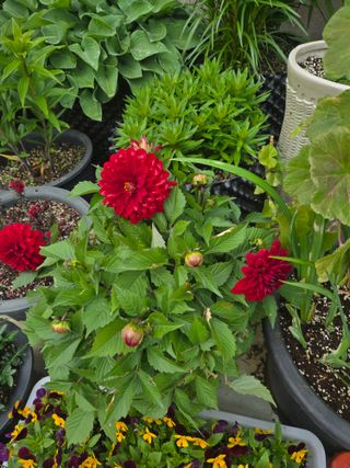 자연인님의 자유주제 · 자유게시판 작성글 사진