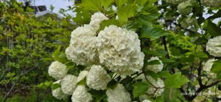 달맛햇복숭아농원님의 자유주제 · 사진전 작성글 사진