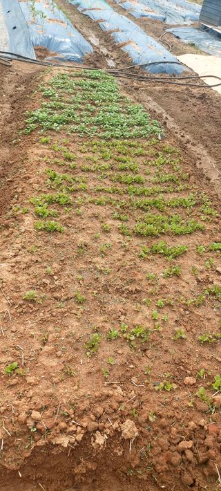 내장상동초보농부님의 자유주제 · 사진전 작성글 사진