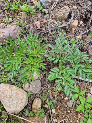 동산계곡님의 농사, 무엇이든 물어보세요! · 참여글 작성글 사진