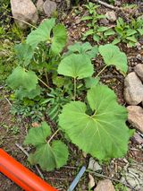 팜모닝 농사, 무엇이든 물어보세요!·참여글 게시글 이미지