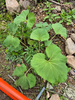 동산계곡님의 농사, 무엇이든 물어보세요! · 참여글 작성글 사진