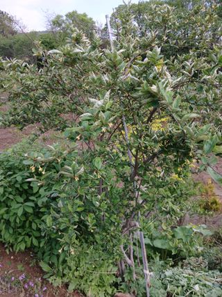 초보텃밭님의 자유주제 · 자유게시판 작성글 사진