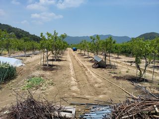 손수열님의 농사, 무엇이든 물어보세요! · 참여글 작성글 사진