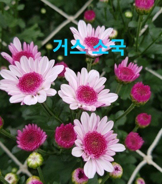 사랑꽃농장님의 장터 판매 상품 [50%국화8종8색 모종5세트(40개)] 첨부 사진