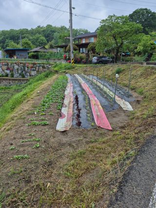 마늘16716님의 농사, 무엇이든 물어보세요! · 참여글 작성글 사진