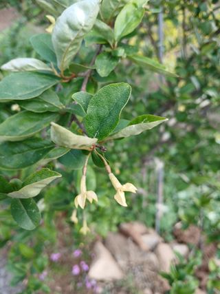 초보텃밭님의 자유주제 · 자유게시판 작성글 사진