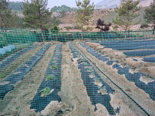 다락뜰농원님의 고구마 · 영농일지 작성글 사진