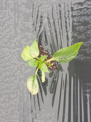 겨울연가님의 자유주제 · 자유게시판 작성글 사진