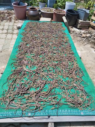 손수열님의 농사, 무엇이든 물어보세요! · 참여글 작성글 사진