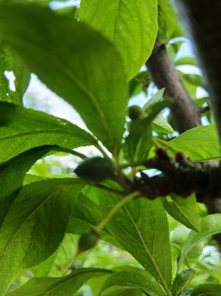 초보텃밭님의 자유주제 · 자유게시판 작성글 사진