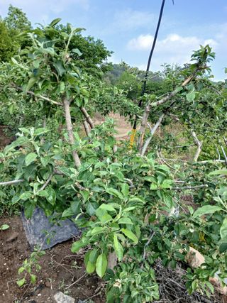 초보텃밭님의 자유주제 · 자유게시판 작성글 사진