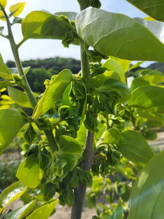 손수열님의 농사, 무엇이든 물어보세요! · 참여글 작성글 사진